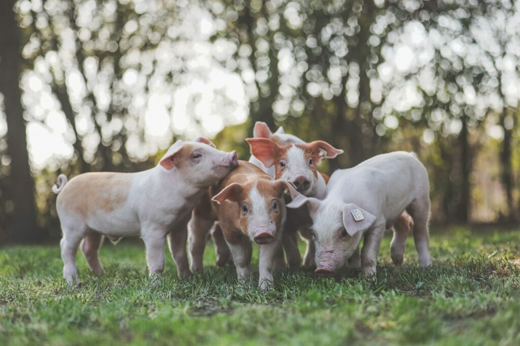 Fünf kleine Baby Schweine spielen draußen zusammen