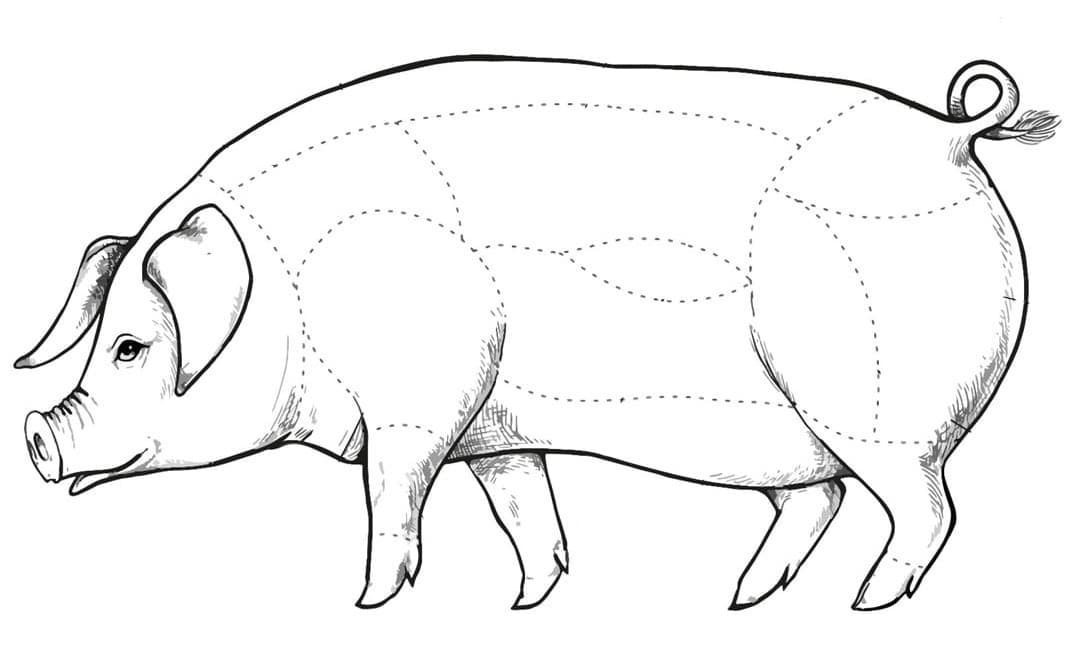 Zeichnung Schweinefleisch Sektionen